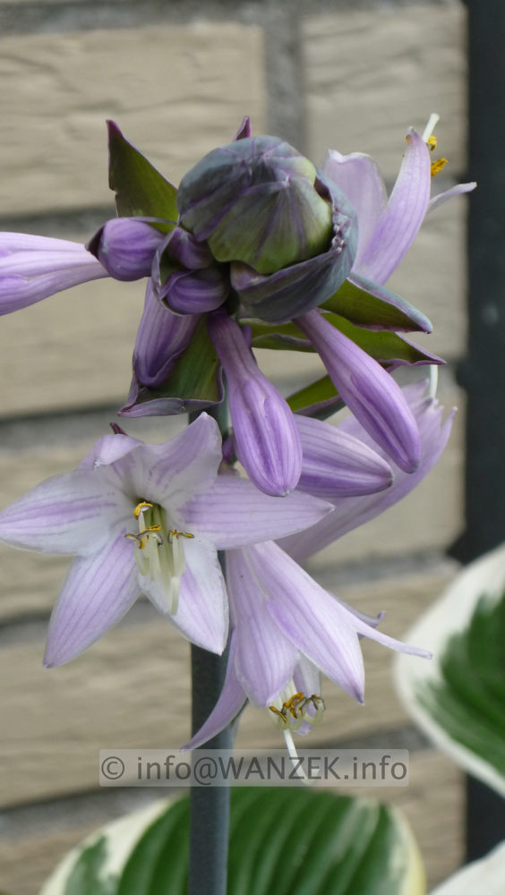 Hosta fortunei Francee - Bluete.JPG
